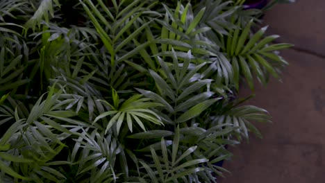 beautiful coconut foliage for garden. panoramic plane shift