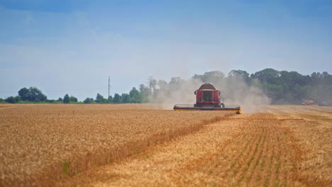 Wheat harvesting in yellow field by big combine. Machine farming countryside.