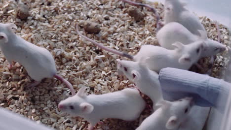 white experimental mice, laboratory animals for drug tests, experiments, research