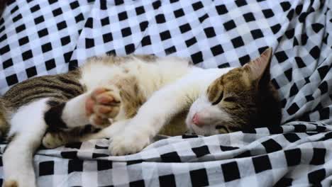 A-cute,-adorable-female-tabby-cat-resting,-relaxing-and-stretching-to-get-comfortable-on-her-funky-designer-black-and-white-checkered-chair