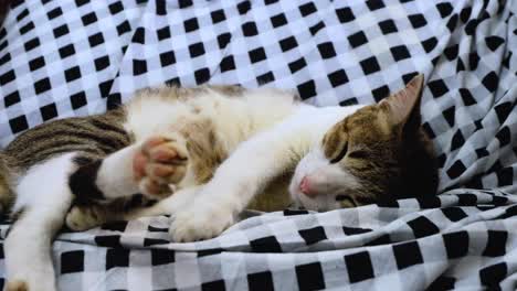 una tierna y adorable gata atigrada descansando, relajándose y estirándose para ponerse cómoda en su original silla de diseñador a cuadros en blanco y negro