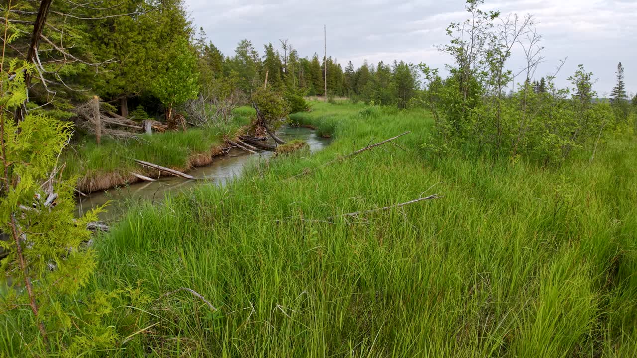 Aerial drone view of a small stream winding through dense green grass and young trees in a wetland clearing