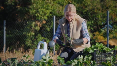 active young woman planting strawberries on a vegetable garden active lifestyle in the village