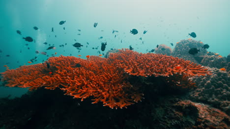 vibrant coral reef underwater