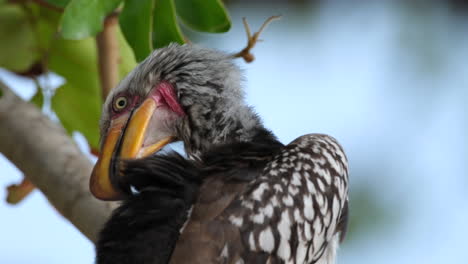 Südlicher-Gelbschnabel-Nashornvogel-Pflegt-Sich---Nahaufnahme