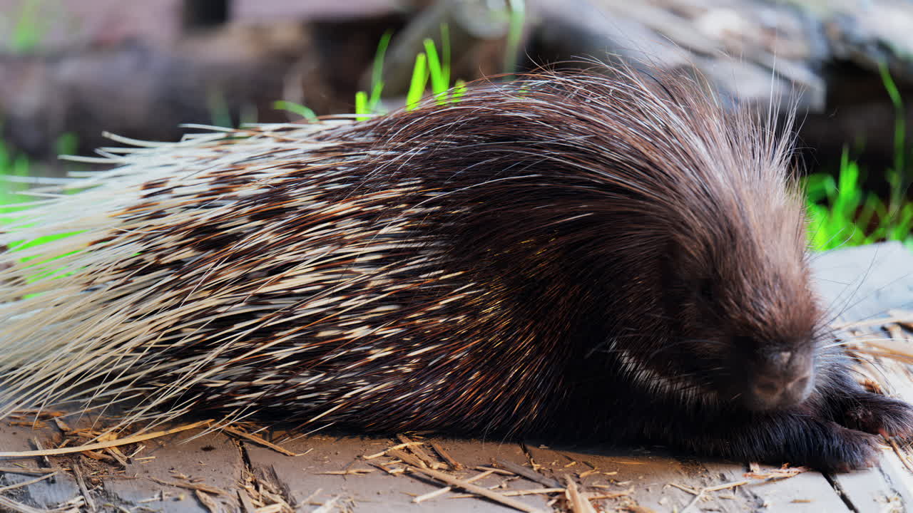 Close up of a porcupine eating while sitting on a wooden platform at the zoo