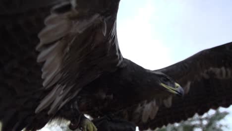 eagle, hawk with wide wings and feathers in slow motion starting to fly