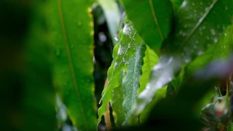 cierre de gotas de lluvia y agua durante un fuerte aguacero tropical lluvioso en un jardín verde, bosque, selva, fauna, hojas de plantas y hojas en los trópicos