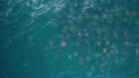 Large-school-of-Devil-fish-in-dark-blue-ocean-water---Aerial-view