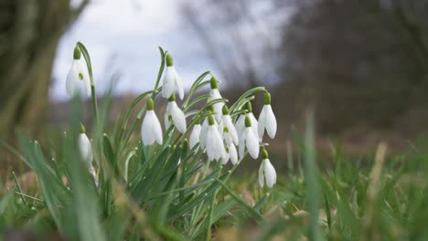 close up of snowdrop flowers on a green meadow