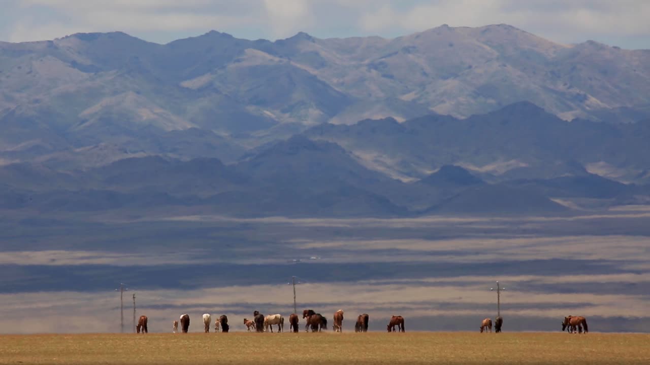 Herd of Wild Horses in a Grassland with Mountains in the Background