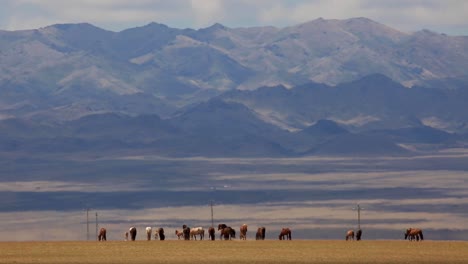 herd of wild horses in a grassland with mountains in the background