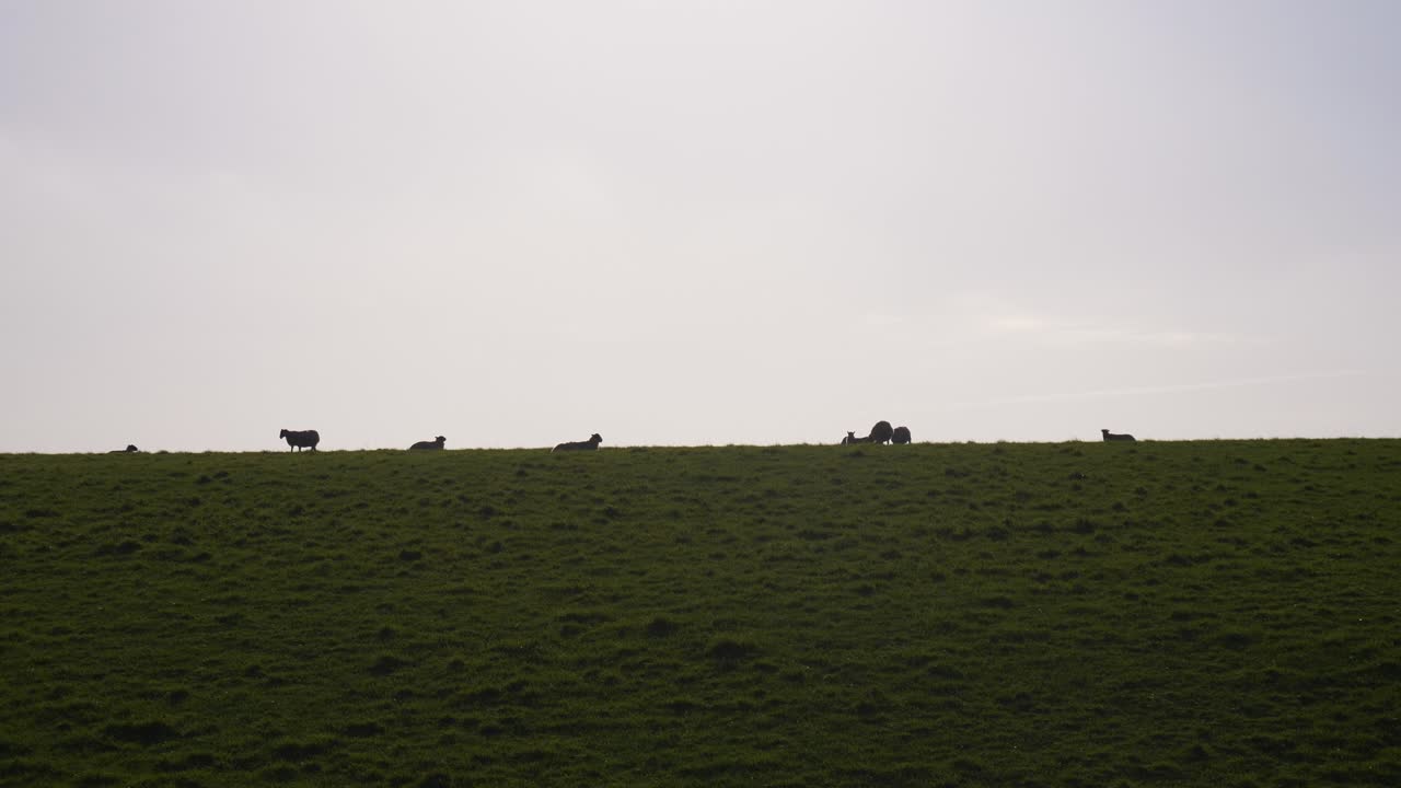 Pecore al tramonto sulla cima delle colline di campagna