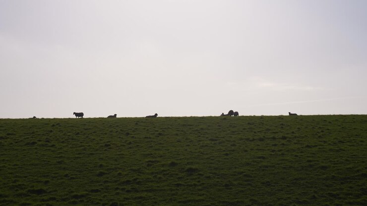 Pecore al tramonto sulla cima delle colline di campagna