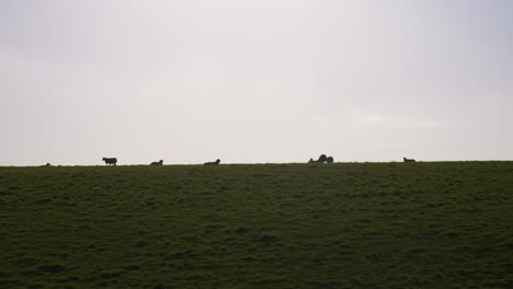 sheep at sunset on top of countryside hills