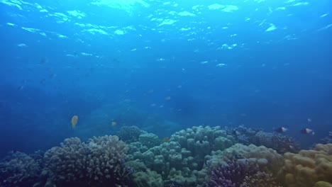 Sea-turtle-swimming-gracefully-by-the-coral-reef