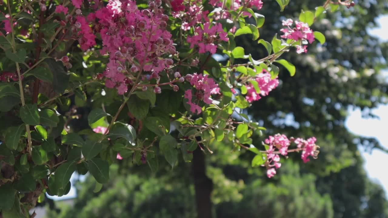 터키 의 이스탄불 에 있는 공원 에서 다채로운 꽃 들 이 부드러운 바람 에 부드럽게 흔들리고 있다