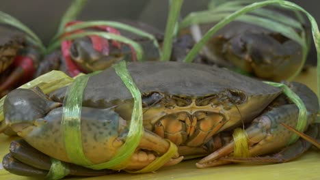 live green tied mud crab at asian thailand fish market street for sale