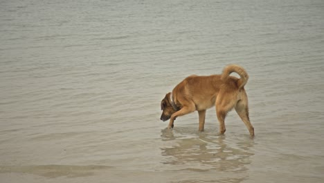 Hunde-Schwimmen,-Laufen,-Spielen-Im-Meer-4k-Uhd