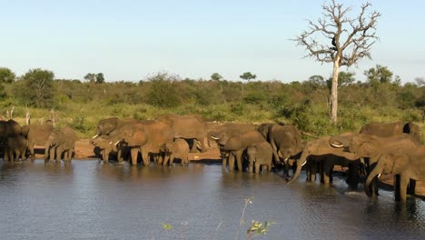 herd of african elephants drinking from a body of water in deserted savanna