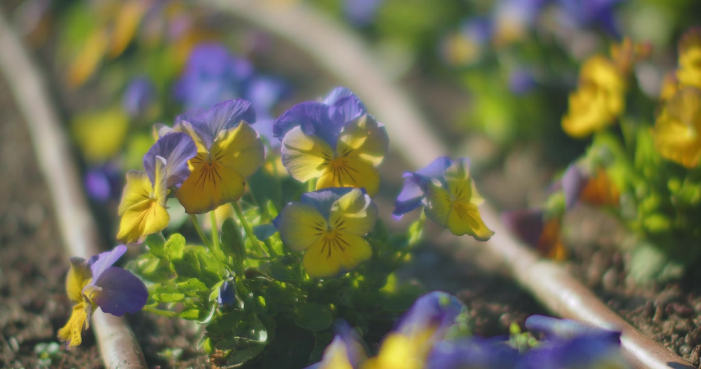 Blomster som vokser i hagen, nærbilde