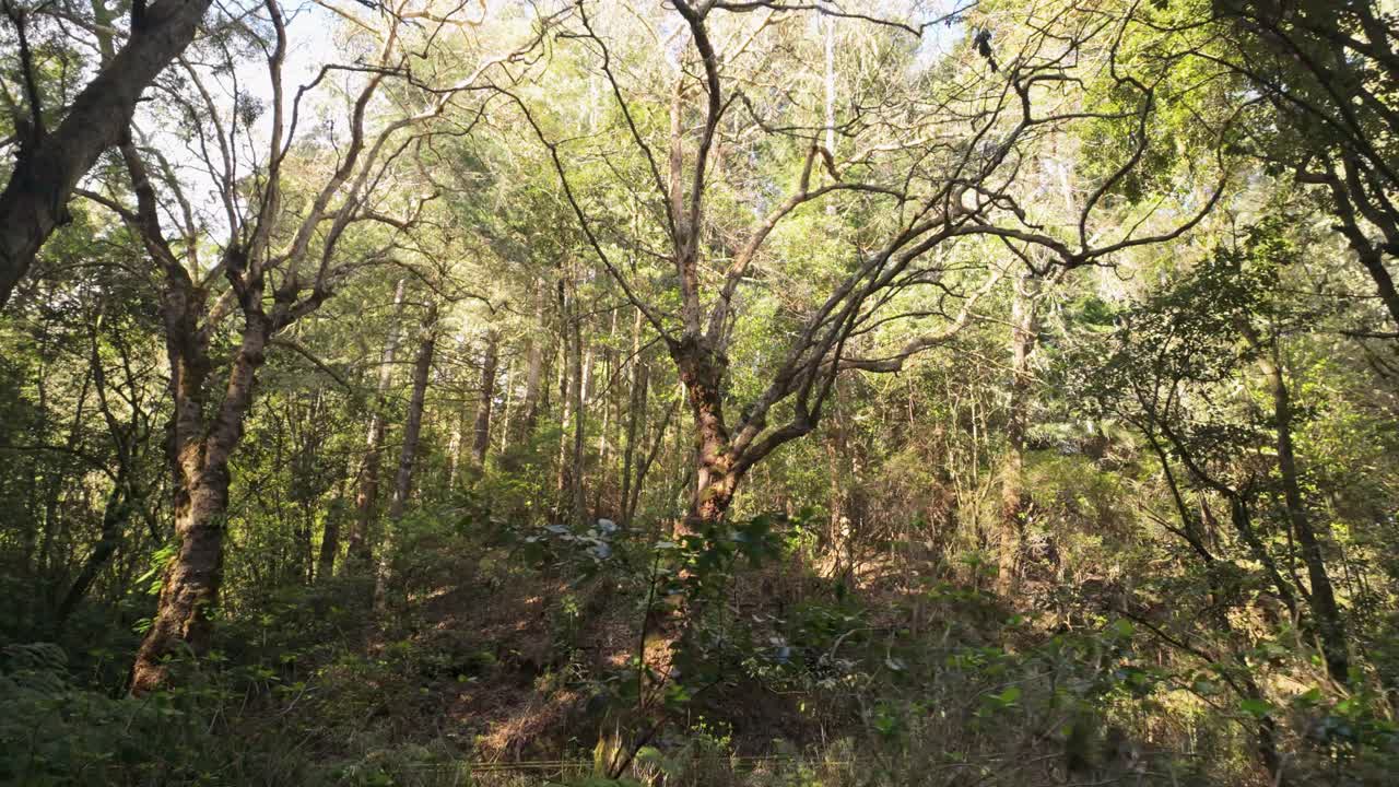 Tracking shot along lush Laurel forest in Madeira Island