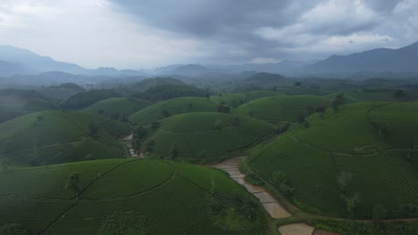 rural vietnam tea plantation hills long coc southeast asia aerial drone nature eco agriculture