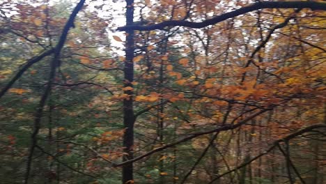 Vista-Panorámica-Del-Bosque-Alemán-En-La-Temporada-De-Otoño