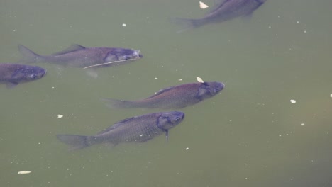 group of fish moving in unison in water