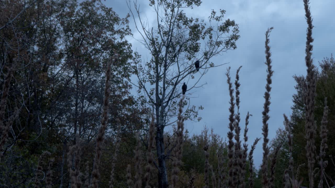From a low angle, the camera looks through tall grass to capture two perched rough legged hawks in a tree