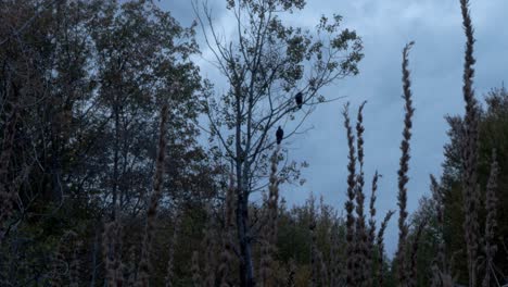 from a low angle, the camera looks through tall grass to capture two perched rough legged hawks in a tree