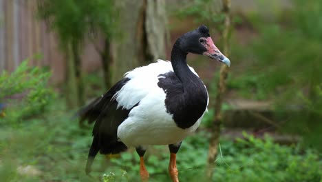 Magpie-goose,-anseranas-semipalmata-with-striking-black-and-white-plumage,-busy-preening-and-grooming-its-feathers-in-its-natural-habitat,-close-up-shot