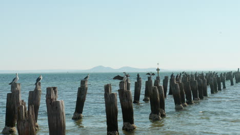 rustic ruins of old jetty or pier stretching out to the ocean with seabirds