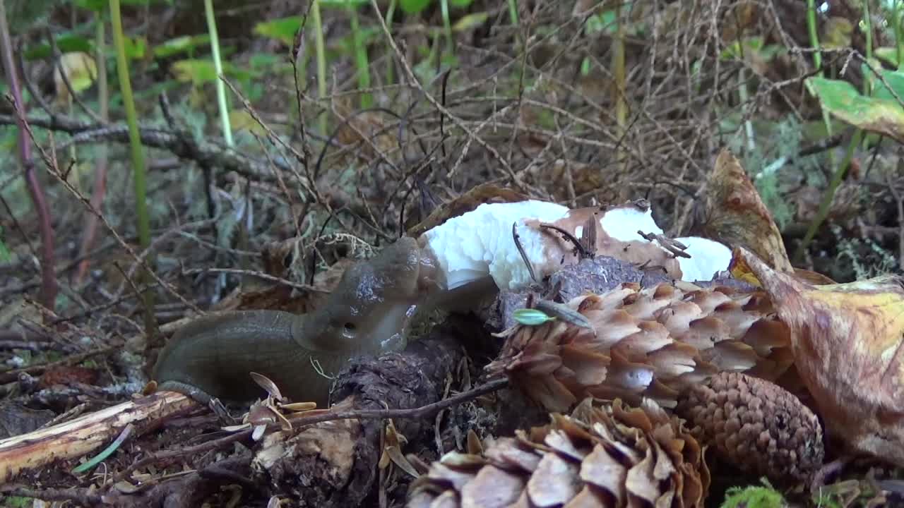 Just a slug eating a mushroom