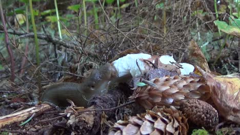 just a slug eating a mushroom