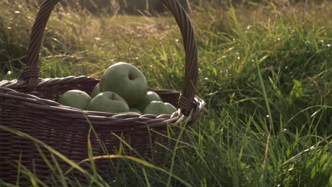 Basket-of-ripe-green-apples-in-summer-meadow-zoom-out-medium-shot