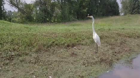 White-Heron-Bird-in-Pennsylvania