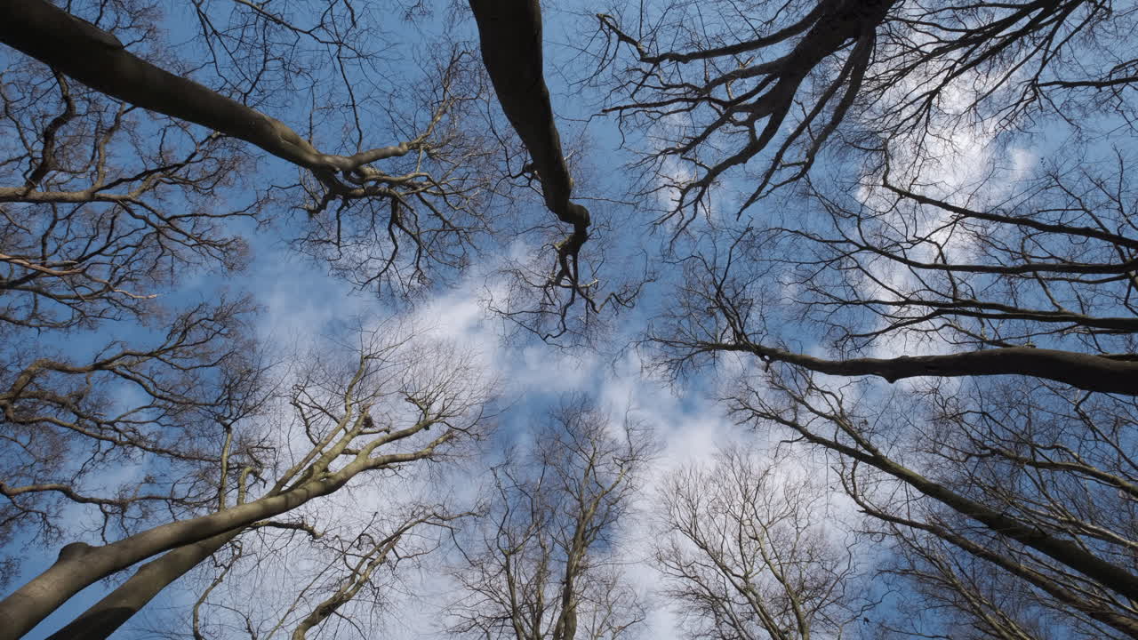 흰 구름이 머리 위로 지나갈 때 영국 삼림 지대에 있는 맨 잎이 없는 나무는 푸른 겨울 하늘까지 도달합니다