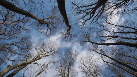 bare leafless trees in an english woodland reach up to the blue winter sky as white clouds pass by overhead