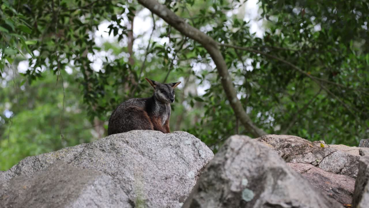 el wallaby se sienta tranquilamente en medio del frondoso follaje verde