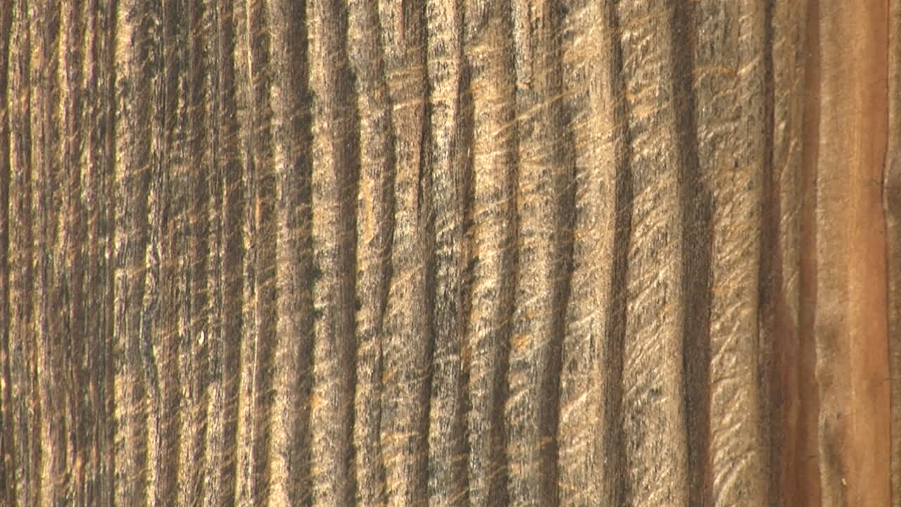 깊게 주름진 풍화 나무의 클로즈업