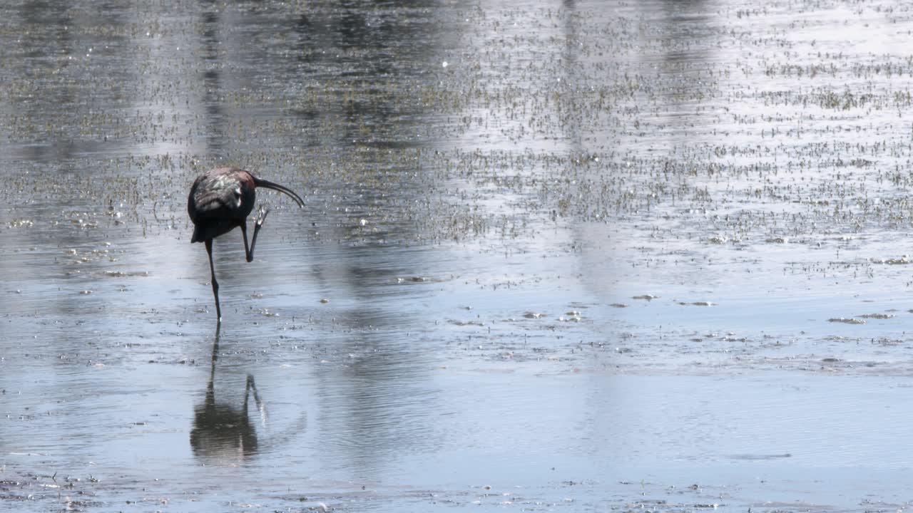 Ibis Wading in Shallow Water