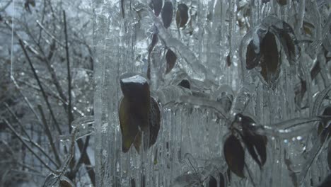 Ice-covers-a-winter-landscape