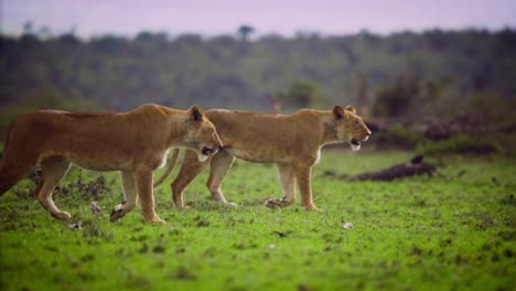 Pareja-de-leonas-caminando-juntas