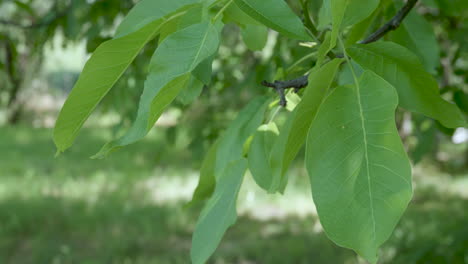 tree branch with green leaves swaying gently in wind