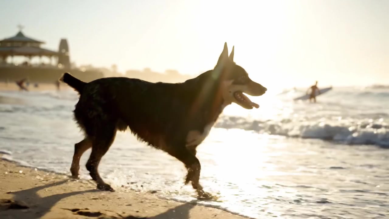 Un cane gioioso che corre lungo la riva, abbracciando le onde illuminate dal sole e l'atmosfera giocosa di un'avventura in spiaggia con momenti gioiosi in riva al mare.