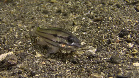 el gusano de ataque del gusano bobbit mata al pez cardenal rayado, lo arrebata y lo arrastra al abismo durante la noche