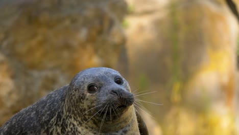 isolated close-up of a yawning harbour seal