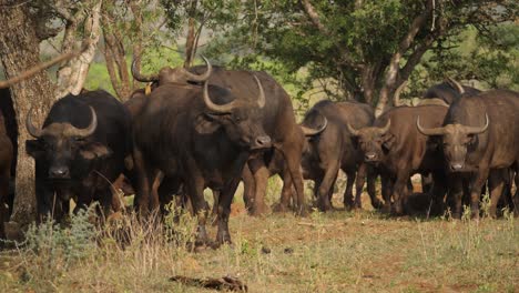 manada de búfalos africanos del cabo deambulan por los árboles del bosque de sabana