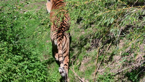 a tiger walks away from the camera in high vegetation in his enclosure, zoo in france